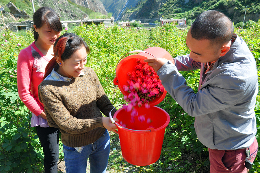 【砥礪奮進的五年】小金:下足“繡花”功夫 產業扶貧鋪就致富路