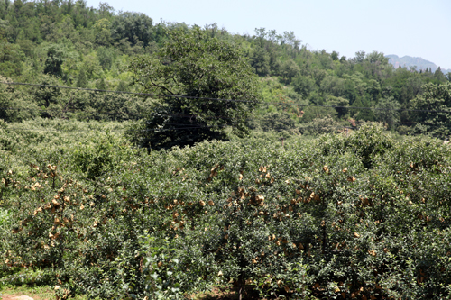 前南峪依托“紅色”“綠色”領(lǐng)跑生態(tài)經(jīng)濟(jì)發(fā)展