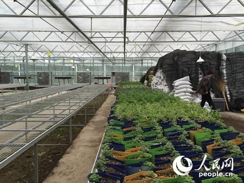 扶貧看貴州：一個大棚為何讓總書記停留20多分鐘？