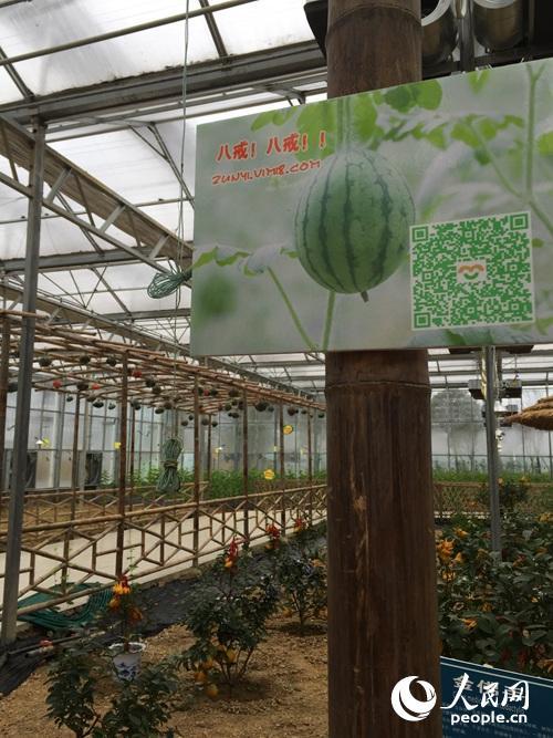 扶貧看貴州：一個大棚為何讓總書記停留20多分鐘？