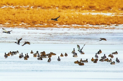 【治國理政新實踐·甘肅篇】青山綠水蘭州藍 繪出城市最美的顏色(圖)