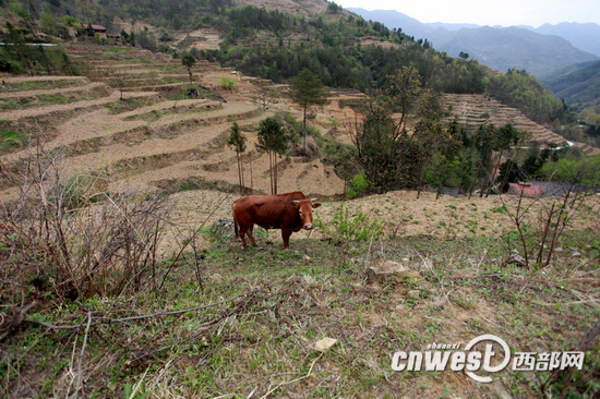 【治國理政新實踐 陜西篇】村文書胡萬春：用生命詮釋對群眾的真情厚愛