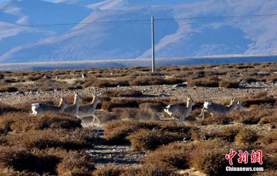 西藏代表熱議政府工作報告：守住民生、生態“兩條線”