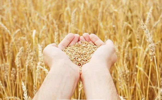 G20峰會前瞻 | 2050年全球人口新增20億，吃飯問題怎么辦？