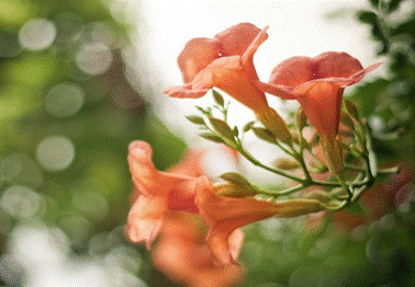 鋒尚mini：千元機(jī)中的顏值擔(dān)當(dāng)