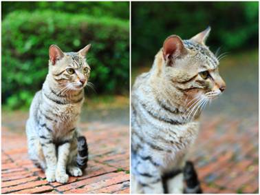 鋒尚mini：千元機(jī)中的顏值擔(dān)當(dāng)