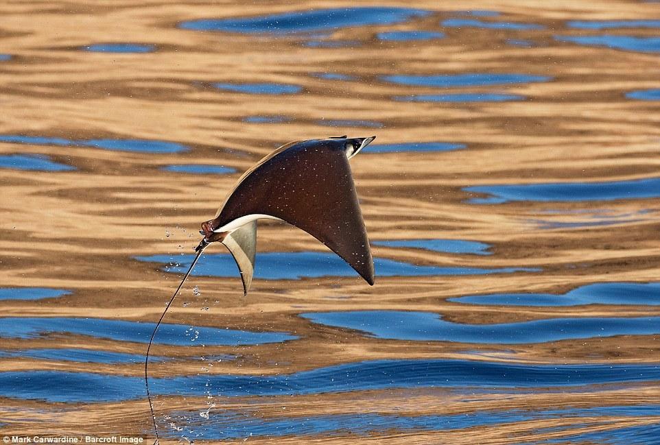 數(shù)千條魔鬼魚飛出海面秀“飛行特技”
