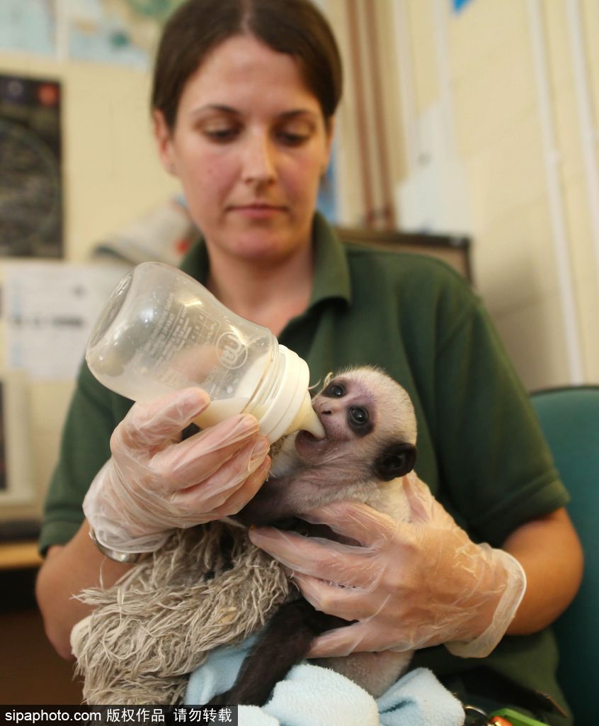 英國動物園刨腹產出生的猴寶寶 竟然長得像伏地魔