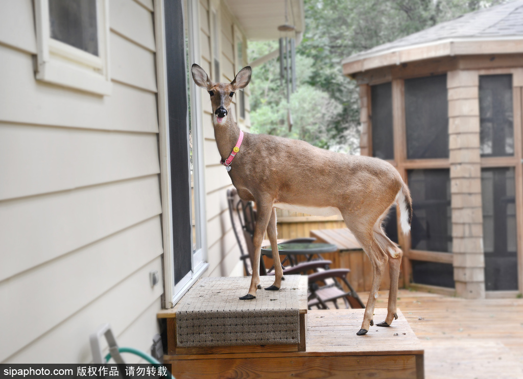 幸運(yùn)！美國“孤兒小鹿”失去親人后 在人類家庭迎來幸福生活