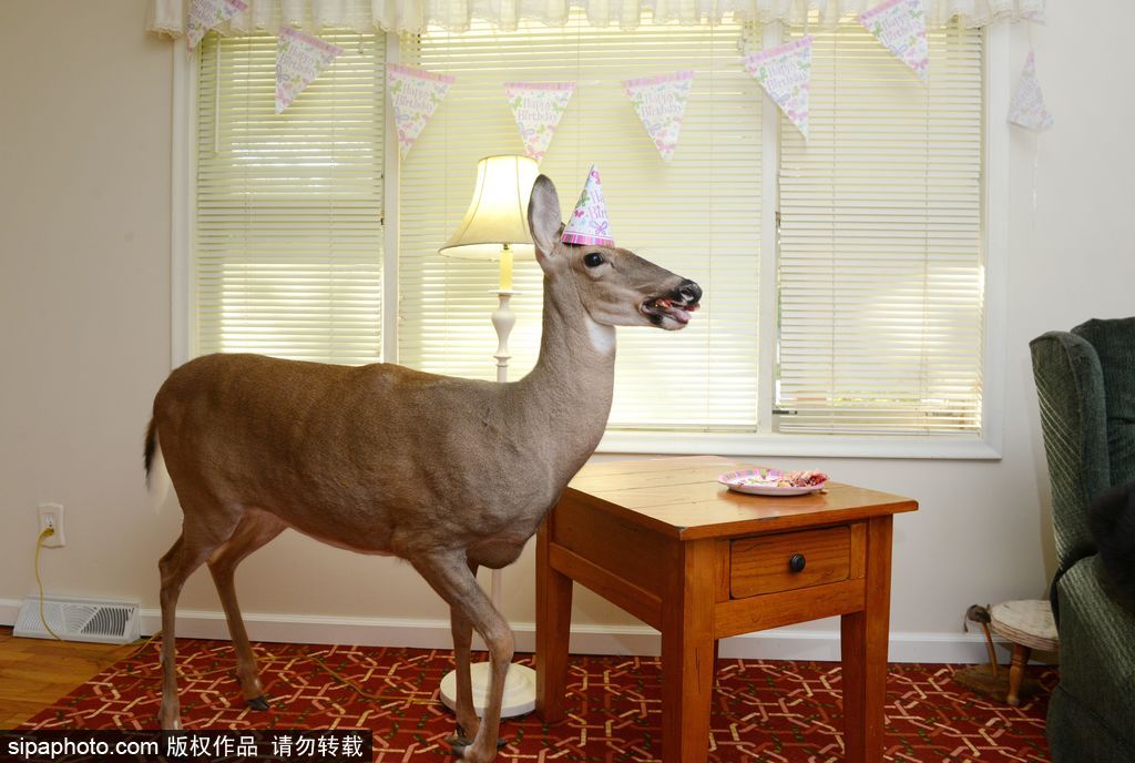 幸運！美國“孤兒小鹿”失去親人后 在人類家庭迎來幸福生活