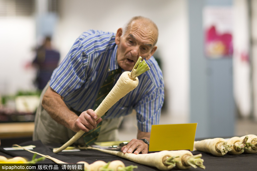 英國舉行“巨型蔬菜競賽” 南瓜綠菜中“巨無霸”亮相驚呆路人