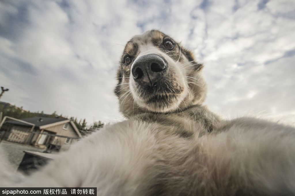 哈士奇與人的不解奇緣 盤點“二哈”的奇妙世界