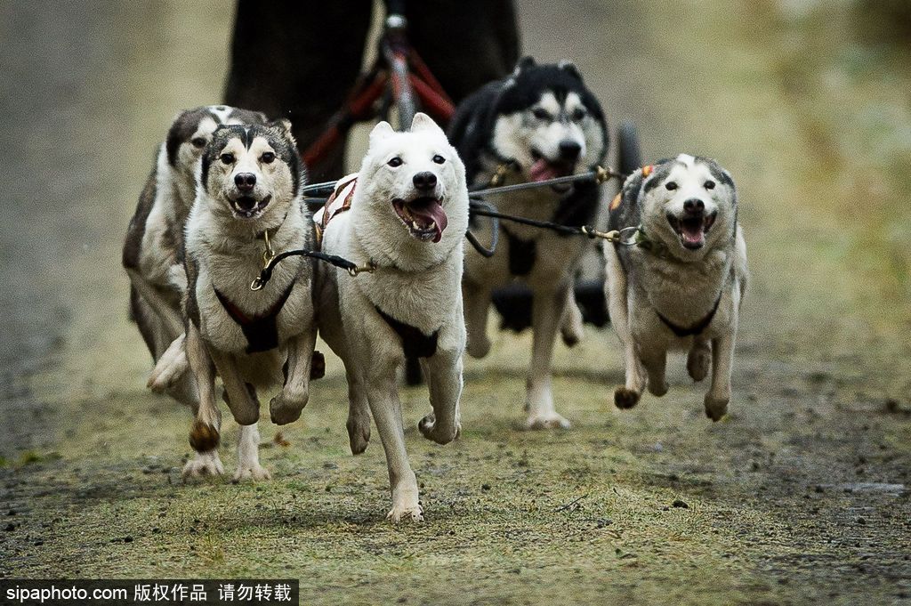 哈士奇與人的不解奇緣 盤點(diǎn)“二哈”的奇妙世界