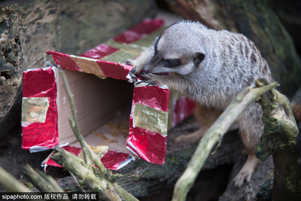 盤點動物圈的圣誕節 確定你們不是來賣萌的？