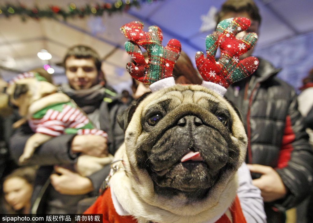 盤點動物圈的圣誕節 確定你們不是來賣萌的？