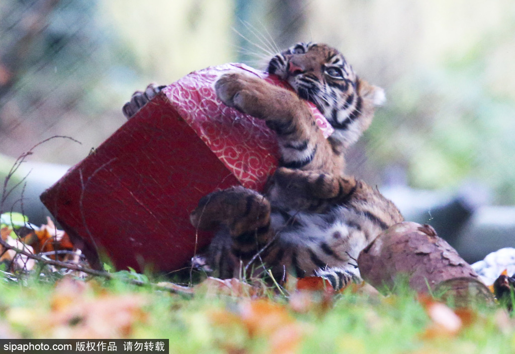 盤點動物圈的圣誕節 確定你們不是來賣萌的？