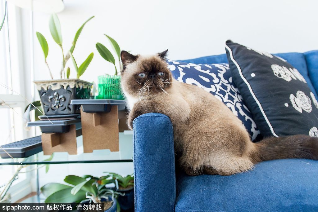 每只喵都是有故事的 貓界“網(wǎng)紅”呆萌瞬間