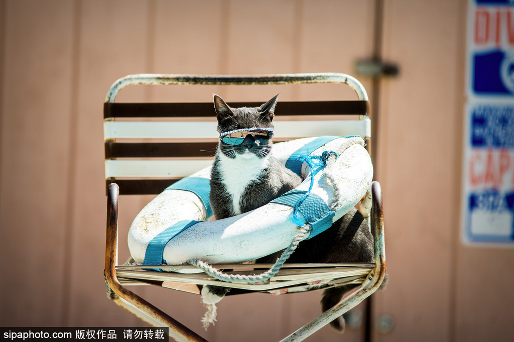 每只喵都是有故事的 貓界“網(wǎng)紅”呆萌瞬間