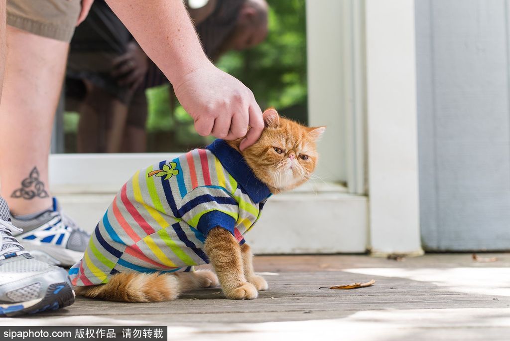 每只喵都是有故事的 貓界“網紅”呆萌瞬間