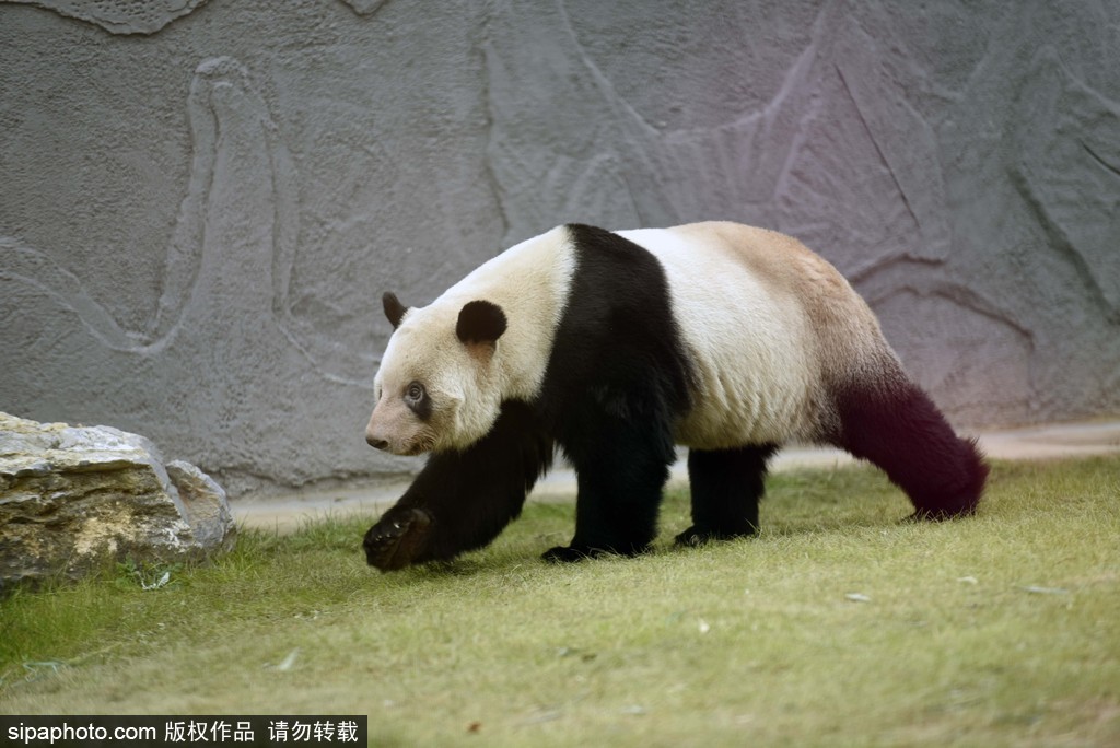 江蘇動物園國寶大熊貓首次對外開放 吸引數萬游客圍觀