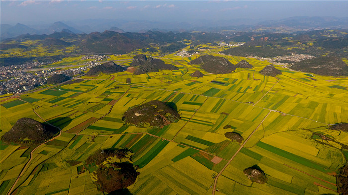 看!云南羅平80萬畝油菜花競相怒放