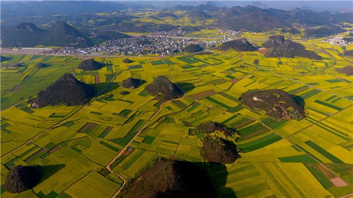 看！云南羅平80萬畝油菜花競相怒放