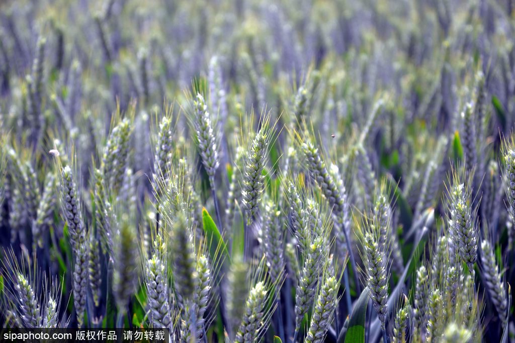 春回大地草木萌動 盤點那些農(nóng)田光景返樸歸真