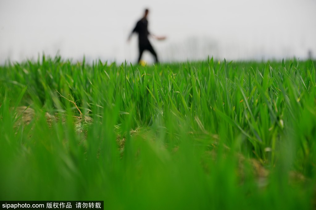 春回大地草木萌動 盤點那些農田光景返樸歸真