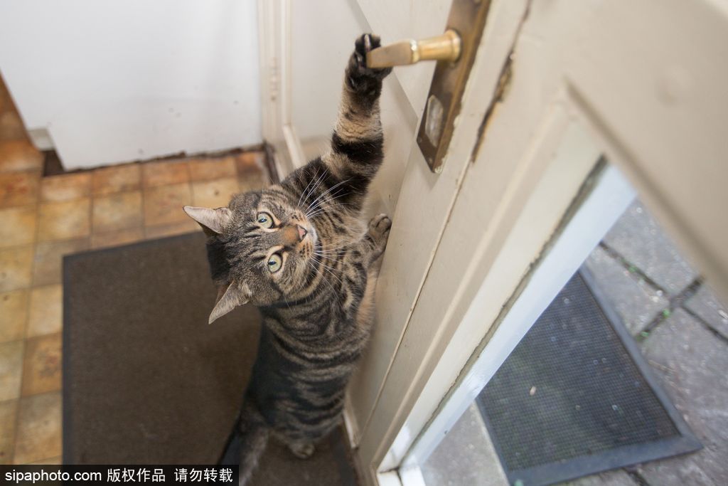 智商太驚人 英國一貓咪竟能自己開門進出自由