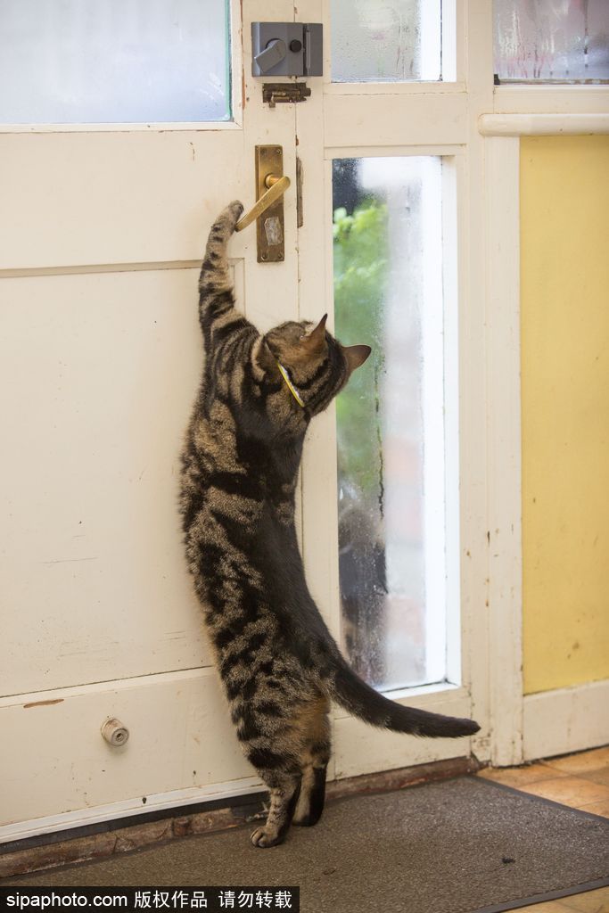 智商太驚人 英國(guó)一貓咪竟能自己開(kāi)門(mén)進(jìn)出自由
