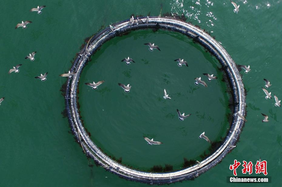 青島大批銀鷗“落戶”漁村 碼頭搶食場面壯觀（組圖）