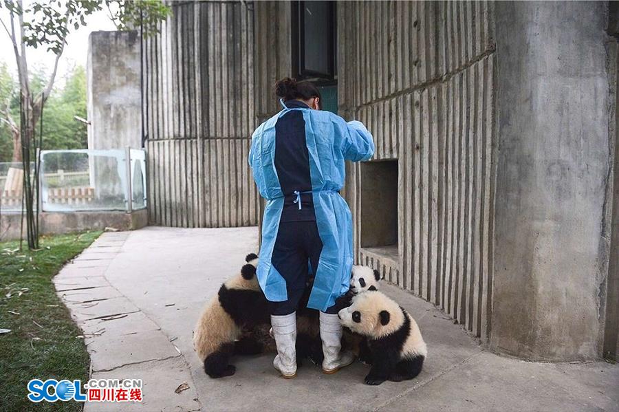 揭秘熊貓保姆工作內幕 不只是被抱大腿（組圖）