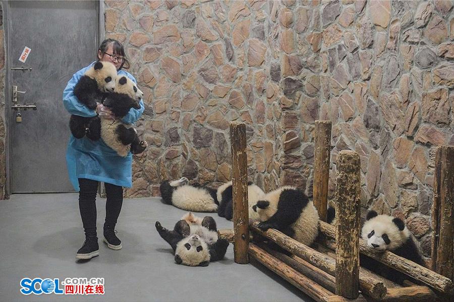 揭秘熊貓保姆工作內幕 不只是被抱大腿（組圖）