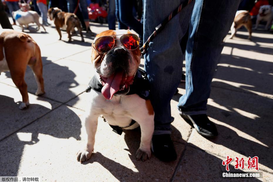 墨西哥950只斗牛犬聚會 畫面呆萌逗趣（組圖）