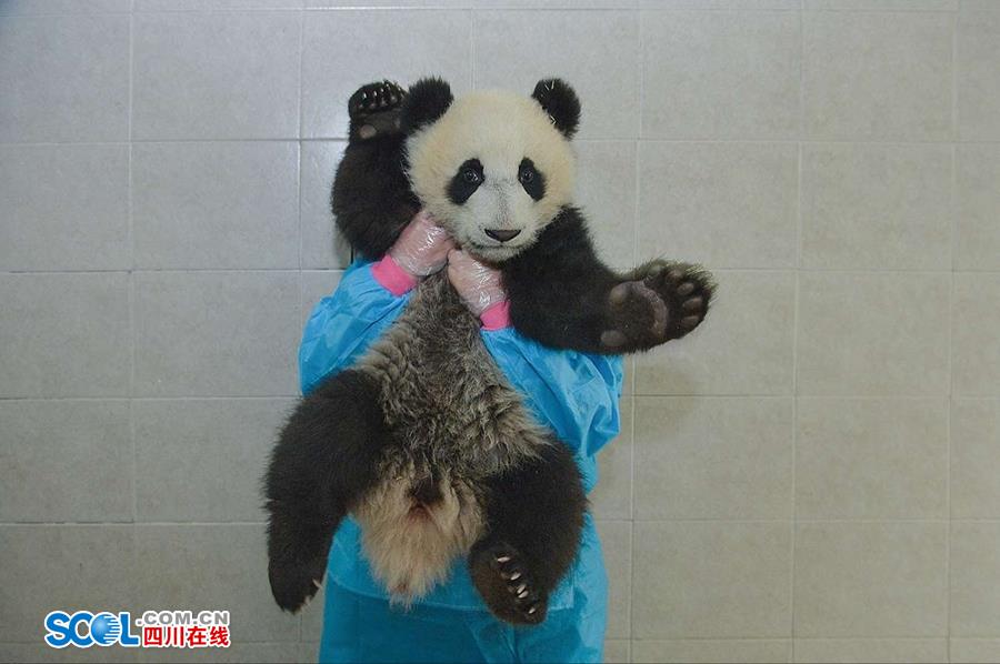 揭秘熊貓保姆工作 喂奶、陪耍視如己出（組圖）