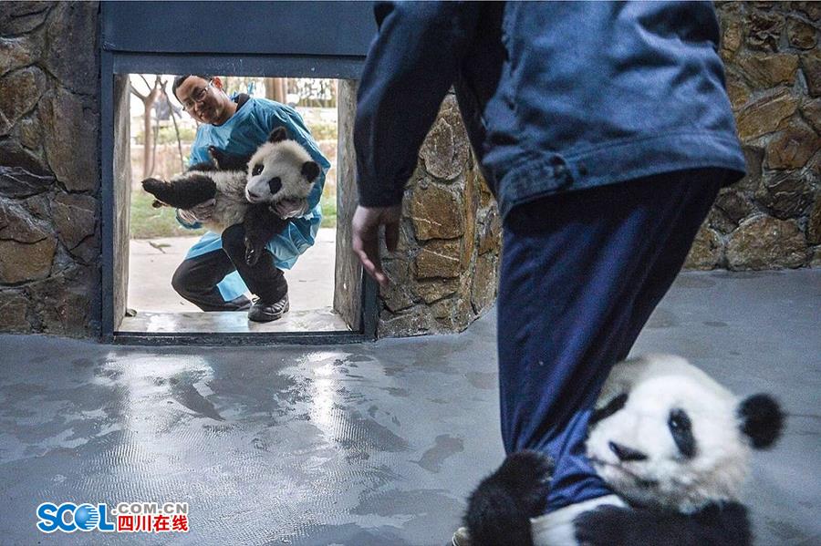 揭秘熊貓保姆工作內幕[組圖]