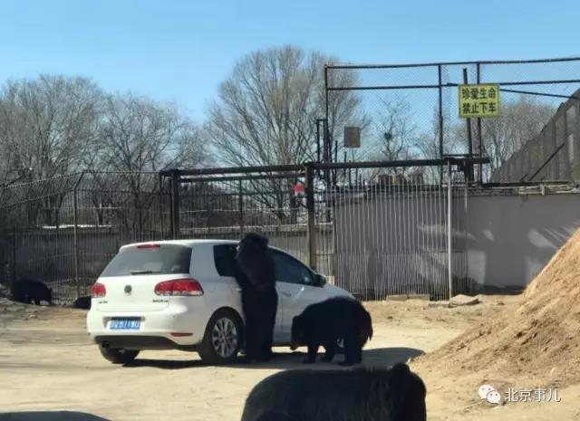 游覽轎車遭黑熊圍堵 熊爪伸進車內討要食物