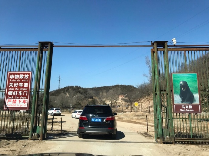 游覽轎車遭黑熊圍堵 熊爪伸進(jìn)車內(nèi)討要食物