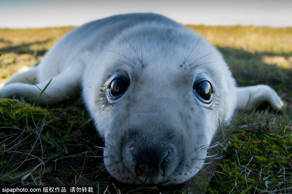 天生自帶賣萌屬性 盤點全球海豹們的蠢萌瞬間
