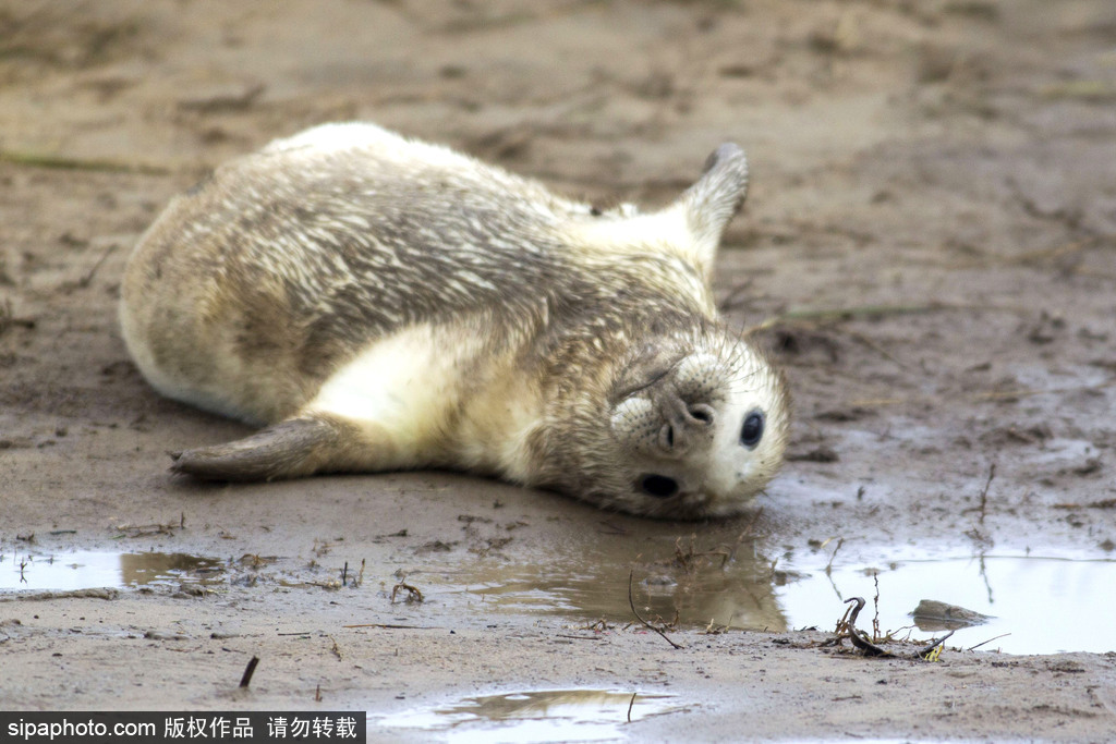 天生自帶賣萌屬性 盤(pán)點(diǎn)全球海豹們的蠢萌瞬間