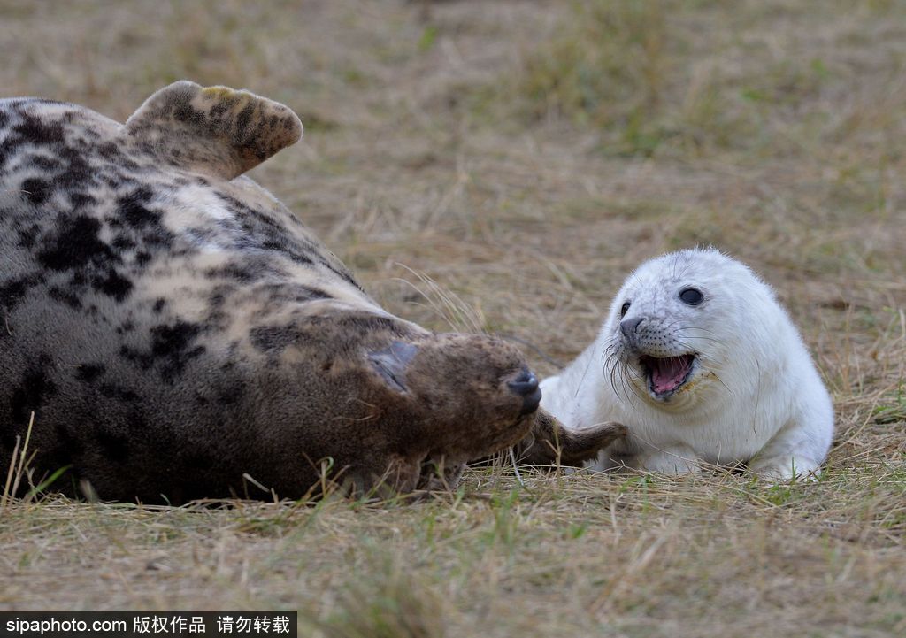 天生自帶賣萌屬性 盤點全球海豹們的蠢萌瞬間