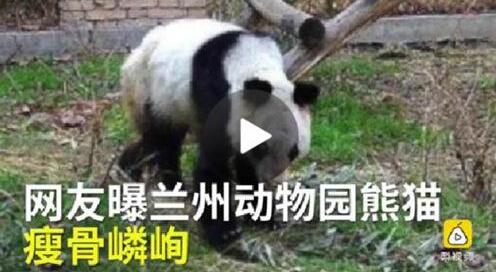 熊貓瘦成皮包骨 看的眾網友心疼不已