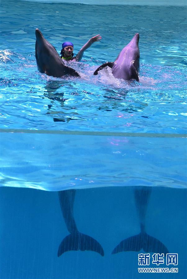 “海豚姑娘”的藍色追夢之旅