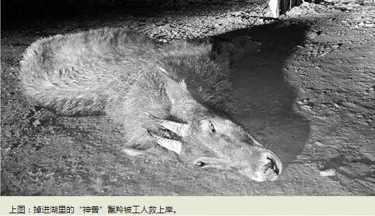 “神獸”踩空掉千島湖：原來是只鬣羚