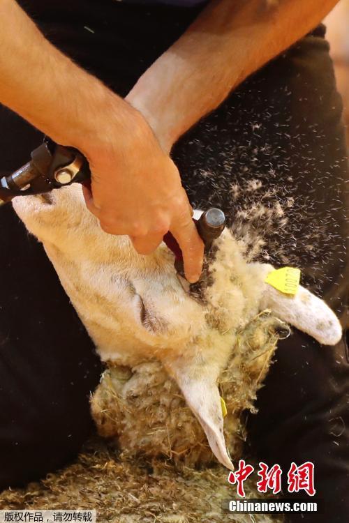 法國舉辦剪羊毛比賽 小羊秒變“赤裸”[組圖]