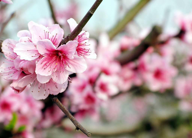 《三生三世》已完結 西安附近哪里能去看桃花？