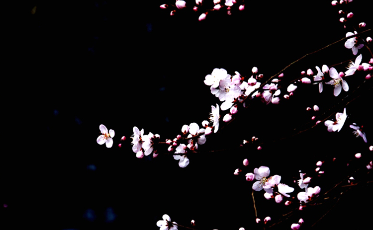 《三生三世》已完結 西安附近哪里能去看桃花？