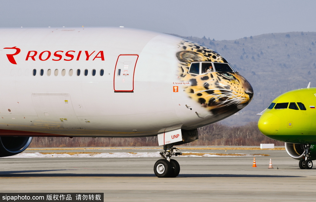 一頭豹子飛過來！俄羅斯飛機繪遠東豹圖案萌態十足