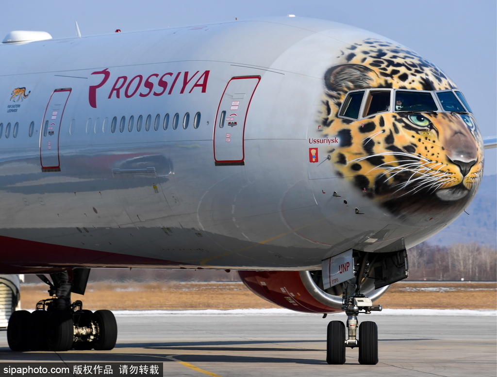 一頭豹子飛過(guò)來(lái)！俄羅斯飛機(jī)繪遠(yuǎn)東豹圖案萌態(tài)十足