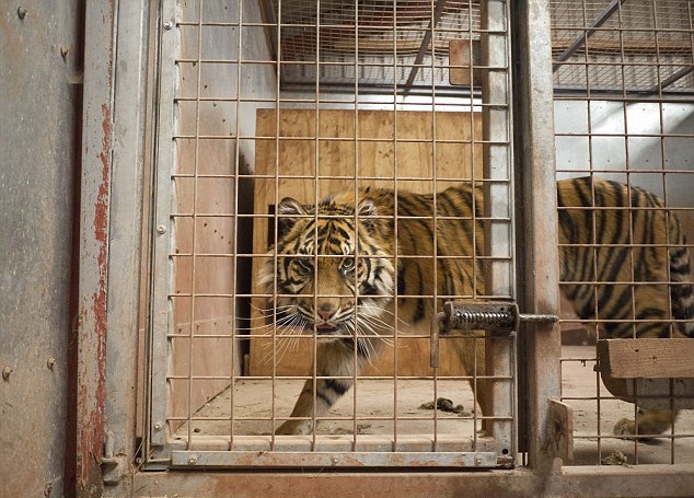 3年養(yǎng)死500動(dòng)物 花豹因饑餓啃食了自己的爪子